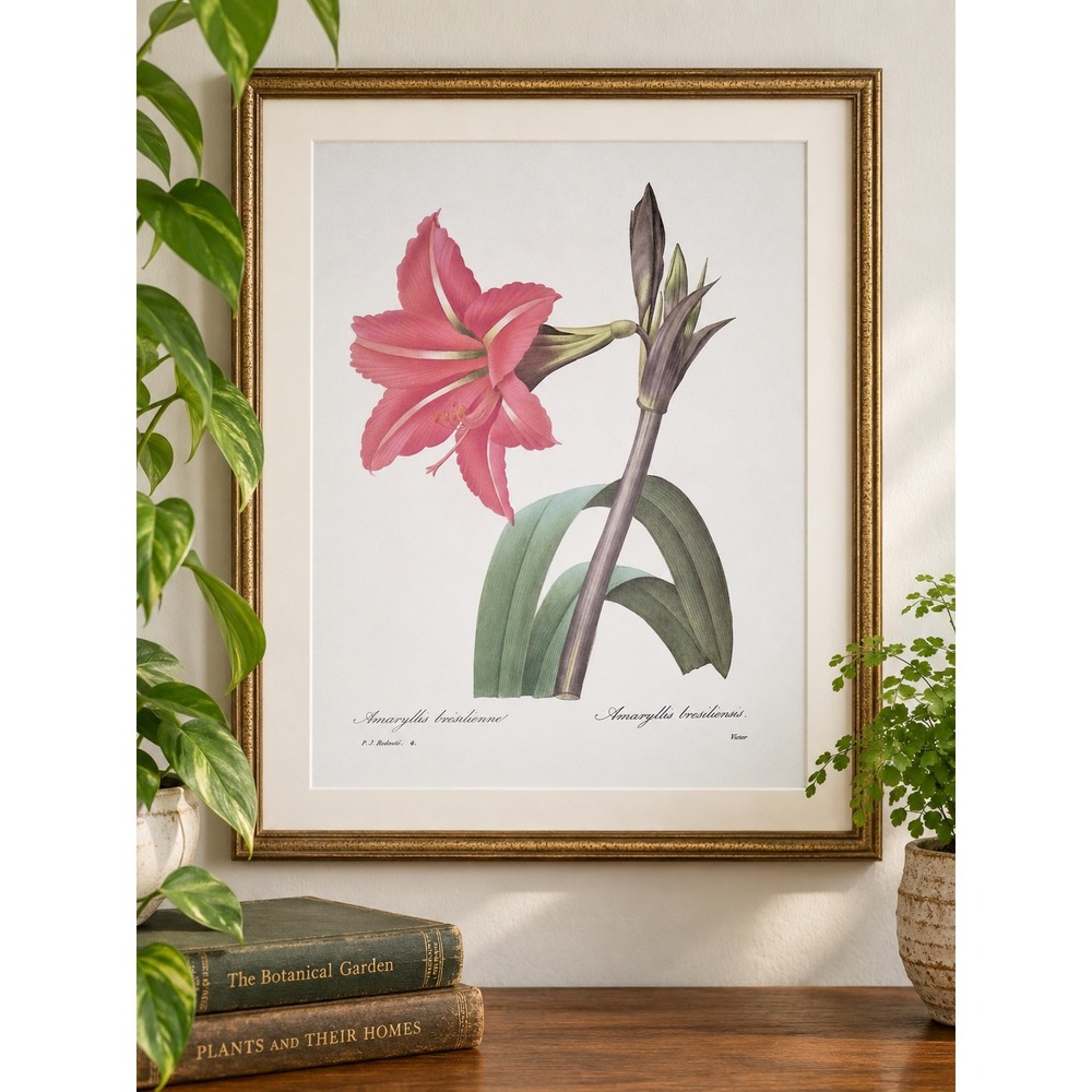 Amaryllis Bresiliensis Redoute Botanical Flower Print Pink Lily Vintage Wall Art
